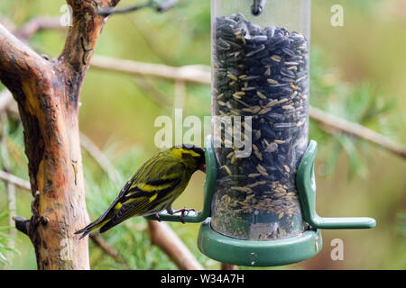 Ein männlicher Siskin (Carduelis spinus) finch Fütterung auf einen Garten Vogelfutter Zubringer in einem Pinienwald. Schottland, Großbritannien, Großbritannien Stockfoto