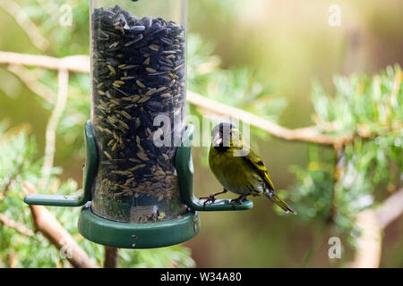 Ein männlicher Siskin (Carduelis spinus) Finch essen ein Samen aus einem Garten Futterhaus der Samen in einem Pinienwald. Schottland, Großbritannien, Großbritannien Stockfoto