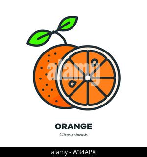 Orange Frucht Symbol, Umriss mit Farbe füllen Stil Vector Illustration, ganze Früchte und Querschnitt Stock Vektor