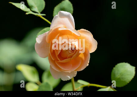 Bunte Nahaufnahme von einer einzigen gelben und weißen der Clipper Rose Blume Kopf mit bokeh Hintergrund und detaillierte Blütenblätter Stockfoto
