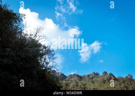 Eine malerische Landschaft aus Wald himalayan Berghang in niedrig liegenden Cloud mit immergrünen Nadelbäumen Baum. Blue Sky. Verträumte Landschaft. Flauschige Wetter. Wil Stockfoto