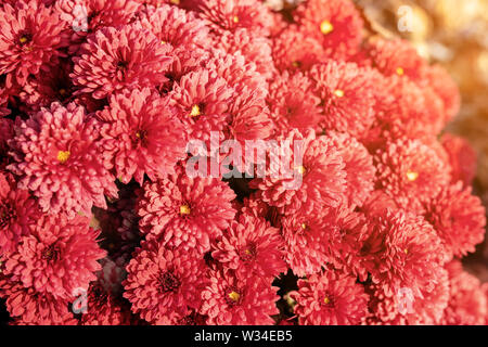 Schöne vibrant Coral chrysantheme Blumen Teppich Hintergrund mit Sunflare am hellen Herbst Sonnenuntergang am Abend. Stockfoto