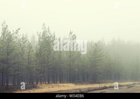 Geheimnisvolle Nadelwald in der Nähe von ländlichen Feldweg mit schweren Nebel im frühen Herbst morgen bedeckt. Pinien mit dichtem Nebel entlang der Dorfstraße. Scenic Stockfoto