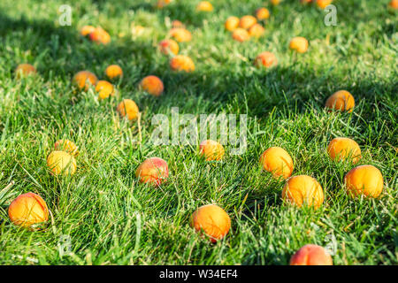 Reifen leckere Süsse saftige Aprikosen aufgrund der starken Wind Wetter im grünen Rasen Obst Garten im Hinterhof gefallen. Sommer Obst Vitamine. Stockfoto