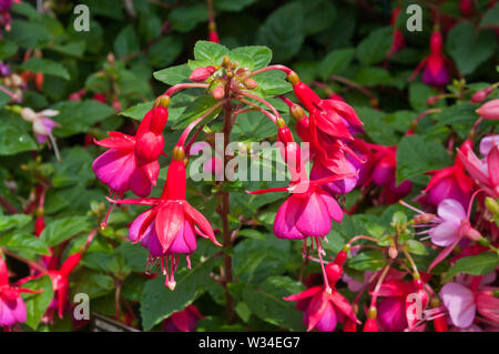 Rot und Lila Fuchsia Monsieur Perrin Stockfoto