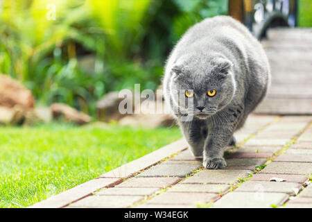 Big Fat Übergewicht ernsthafte Grau britische Katze mit gelben Augen zu Fuß auf der Straße im Hinterhof im Freien mit grünem Rasen im Hintergrund. Wie ein Chef cat Stockfoto