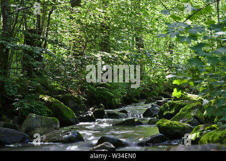 Wild River in den Wäldern der Ravennaschlucht Stockfoto