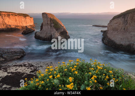 Panoramablick über Shark Fin Cove (Shark Tooth Beach). Davenport, Santa Cruz County, Kalifornien, USA. Sonnenuntergang in Kalifornien - Wellen und Sonneneinstrahlung Stockfoto