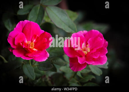 China Kleine rosa Rose wächst Gärtnerei Stockfoto