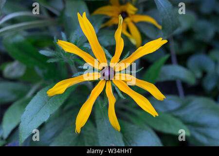 Eine helle gelbe Daisy mit einem schwarz violett Core und lange Blütenblätter vor dem Hintergrund der dunklen Grün verschwimmen lässt. Die Heilpflanze ist nützlich für Heilen Stockfoto