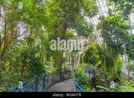 Innenraum der Bicentennial Conservatory, Adelaide Botanic Garden, Adelaide, South Australia, Australien Stockfoto