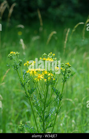 Common ragwort Stockfoto