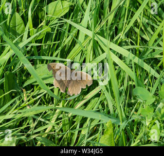 Wiese braun Schmetterling Stockfoto