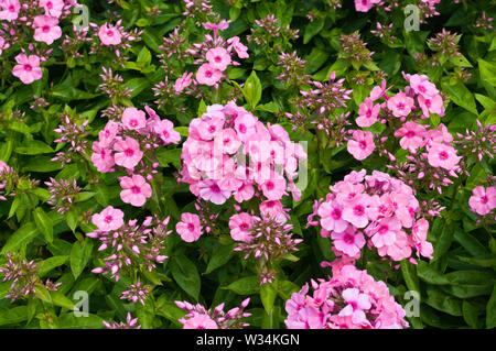 Phlox paniculata Bareleven Rosa Flamme Stockfoto