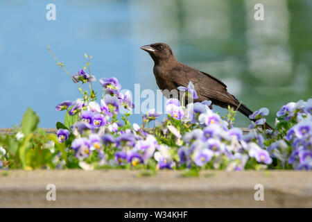 Ein jugendlicher Gemeinsame Grackle Spaziergänge entlang ein Beet mit stiefmütterchen an ashbridges Bay Park in Toronto, Ontario, Kanada gefüllt. Stockfoto