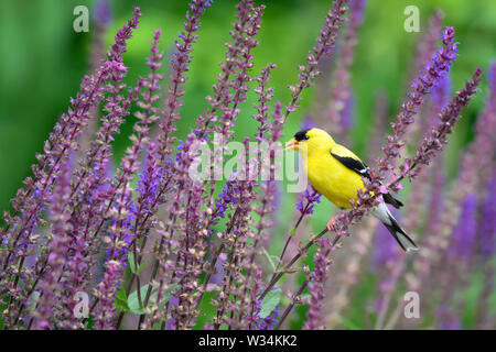 Ein männlicher American Goldfinch findet eine Mahlzeit unter einige bunte Lila woodland Salbei in einem Garten in Scarborough, Ontario. Stockfoto