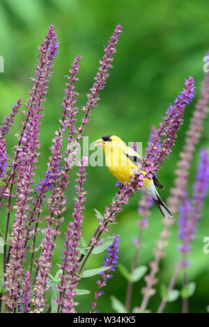 Ein männlicher American Goldfinch findet eine Mahlzeit unter einige bunte Lila woodland Salbei in einem Garten in Scarborough, Ontario. Stockfoto