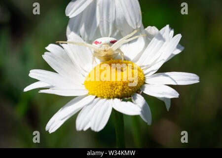 Eine Goldenrod Crab Spider sitzt auf einer invasiven Oxeye Daisy wartet auf Beute, um im Carden Alvar Provincial Park in Ontario, Kanada zu gelangen. Stockfoto