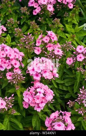 Phlox paniculata Bareleven Rosa Flamme Stockfoto