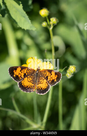 Eine nördliche Crescent Schmetterling thront auf einem buttercup Blume in Carden Alvar Provincial Park in der Kawartha Lakes Region von Ontario, Kanada. Stockfoto