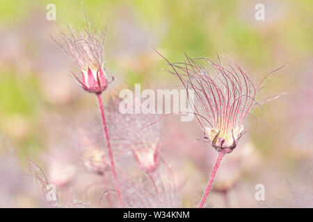 Prairie Rauch Wildblumen in den Wind am Carden Alvar Provincial Park in der Kawartha Lakes Region von Ontario, Kanada. Stockfoto