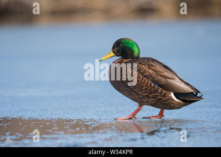 Eine amerikanische Black Duck x Mallard hybrid watet im noch-nicht-gefrorenes Wasser am Humber Bay in Toronto, Ontario. Stockfoto