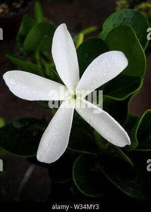 Carissa Makro Blume apocynaceae Familie Hintergrundbild Fine Art Prints. Stockfoto