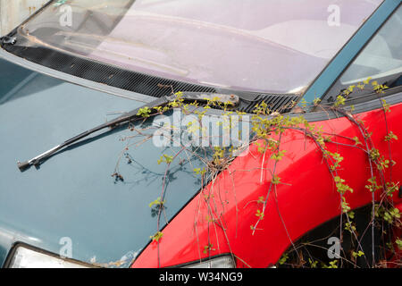 Auto auf einem Schrottplatz in Magdeburg. Stockfoto