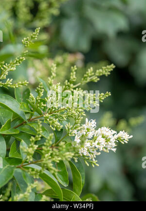 Blumen auf ein immergrüner Liguster Anlage Stockfoto