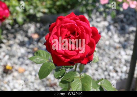 Rote Rosen von der Sonne und Hitze versengt Stockfoto
