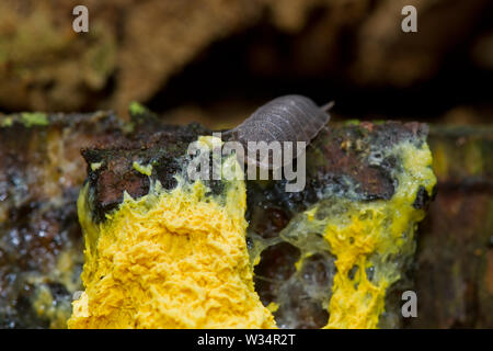 Gemeinsame rough woodlouse Essen Rührei Schleim, einem gelben Schleimpilze. Stockfoto