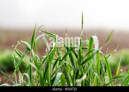 Nahaufnahme der Grashalme mit Tau mit unscharfem Hintergrund. Stockfoto