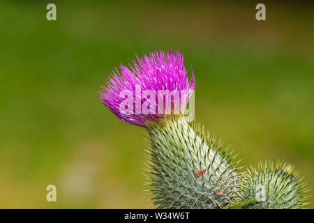 Lila Blume eines Marsh thistle Stockfoto