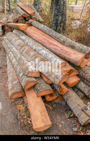 Schnitt und halbiert palm Amtsleitungen mit Rinde. Holz für weitere manuelle Bearbeitung bereit. Frisch gefällten Palmen in der tropischen Natur gefaltet. Tropischen Dschungel. Stockfoto