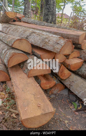 Schnitt und halbiert palm Amtsleitungen mit Rinde. Holz für weitere manuelle Bearbeitung bereit. Frisch gefällten Palmen in der tropischen Natur gefaltet. Tropischen Dschungel. Stockfoto