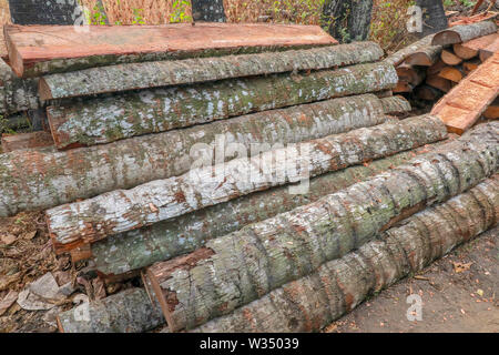 Schnitt und halbiert palm Amtsleitungen mit Rinde. Holz für weitere manuelle Bearbeitung bereit. Frisch gefällten Palmen in der tropischen Natur gefaltet. Tropischen Dschungel. Stockfoto