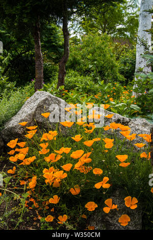 Mohn in der Lullingstone Castle 'Garten'. Kent. Großbritannien Stockfoto