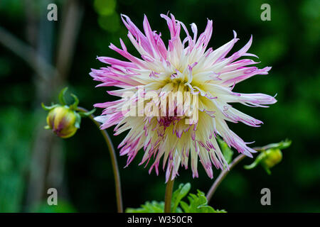 Die Blume eines Dahlie 'Marlene Freude' Stockfoto