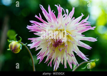 Die Blume eines Dahlie 'Marlene Freude' Stockfoto
