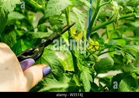 Beschneidung Tomatenpflanzen, Entfernen der Stiele. Studio Foto. Stockfoto