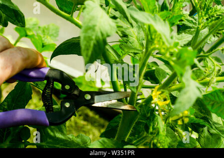 Beschneidung Tomatenpflanzen, Entfernen der Stiele. Studio Foto. Stockfoto