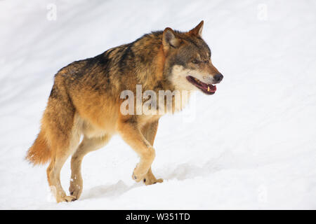 Ein grauer Wolf in einem kalten weißen Winterlandschaft mit Schnee - Canis Lupus Stockfoto