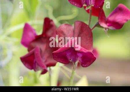 Lathyrus Odoratus "Schwarzen Ritter". Eine stark duftende, Old fashioned Sweet Pea mit dunklen Blüten Stockfoto