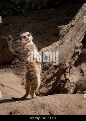 Ein erdmännchen nach hinten gebogen wie es Wache steht Stockfoto