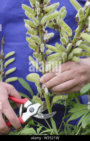 Lupinus. Kupplungsdrucköl verbrachte Blütenstände der beständigen Lupinen Stockfoto