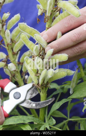 Lupinus. Kupplungsdrucköl verbrachte Blütenstände der beständigen Lupinen Stockfoto