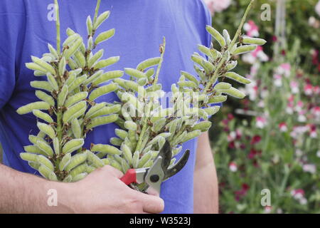 Lupinus. Kupplungsdrucköl verbrachte Blütenstände der beständigen Lupinen Stockfoto