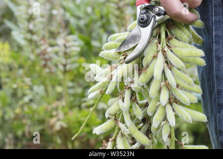 Lupinus. Männliche Gärtner kupplungsdrucköl verbrachte Blütenstände der beständigen Lupinen mit gartenschere im Sommer Stockfoto