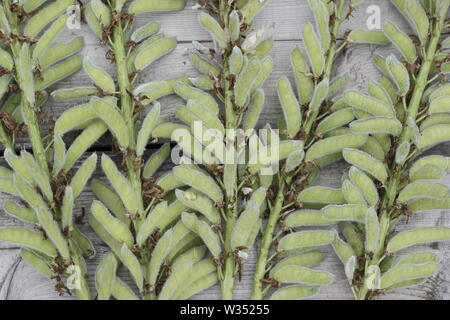Lupinus. Haupt-steuerschieber von Lupine Blütenstände auf Holztisch - Juli, Großbritannien Stockfoto