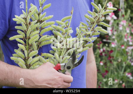 Lupinus. Kupplungsdrucköl verbrachte Blütenstände der beständigen Lupinen Stockfoto